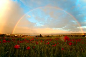 Rainbow over field of poppies