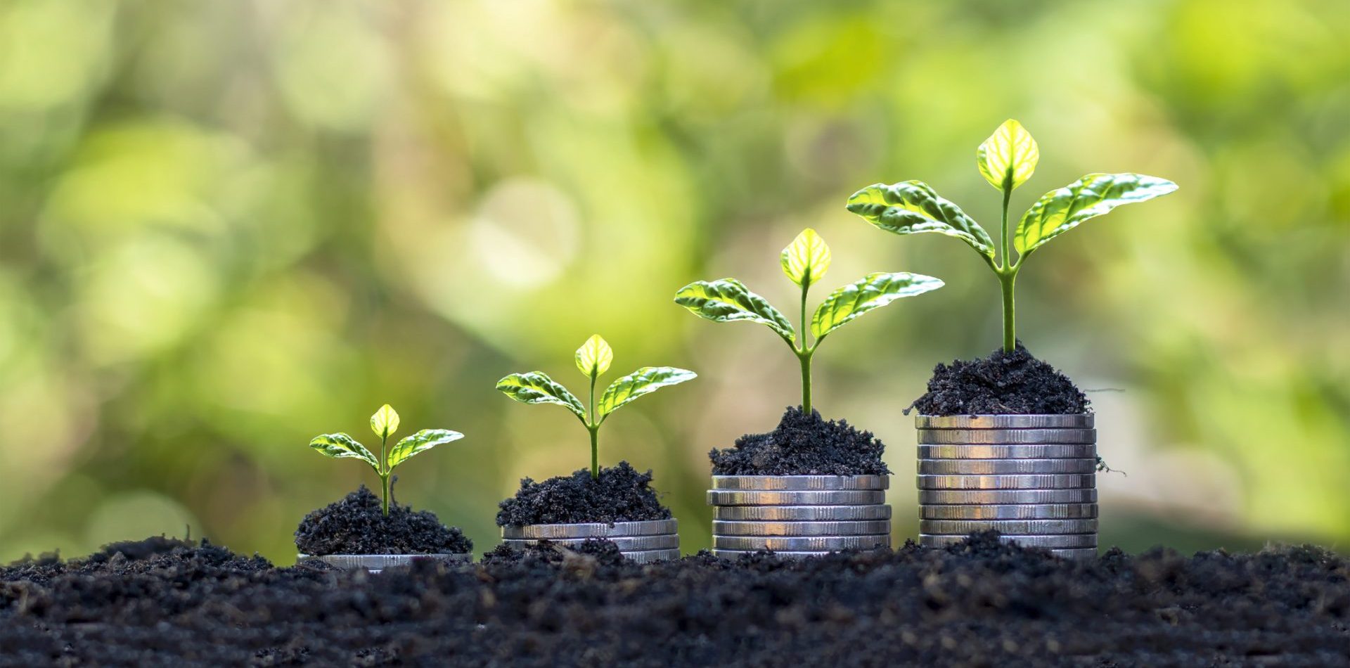 the photo shows four piles of coins on top of soil, with green plants emerging from the top of the coins